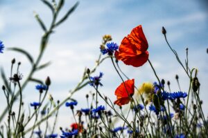 Poppies and cornflowers from ground level