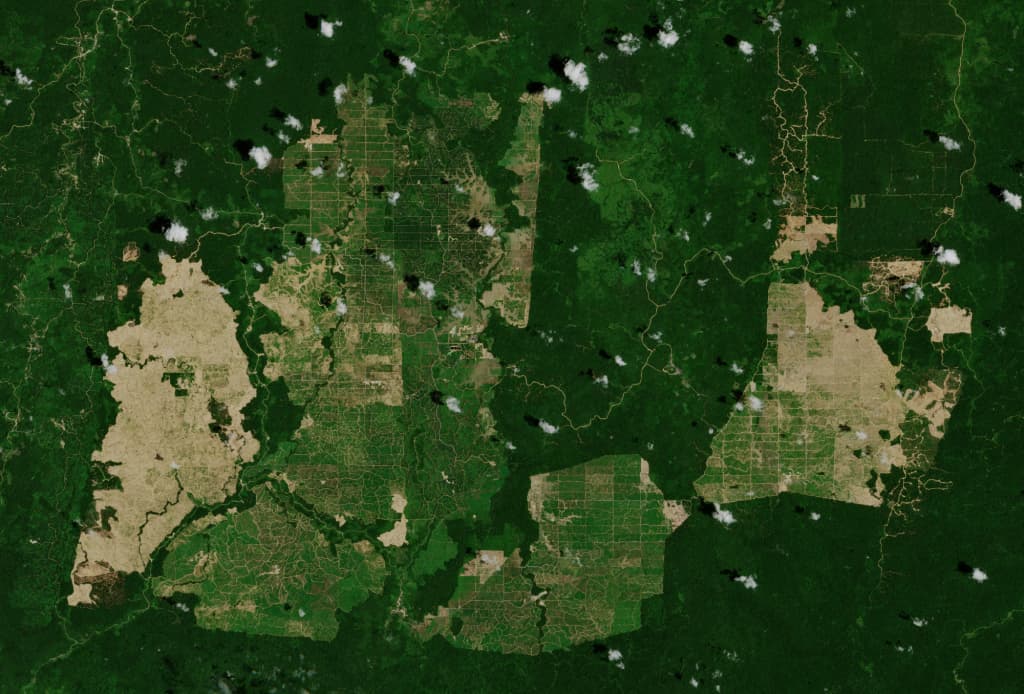 Satellite view of palm oil plantation.