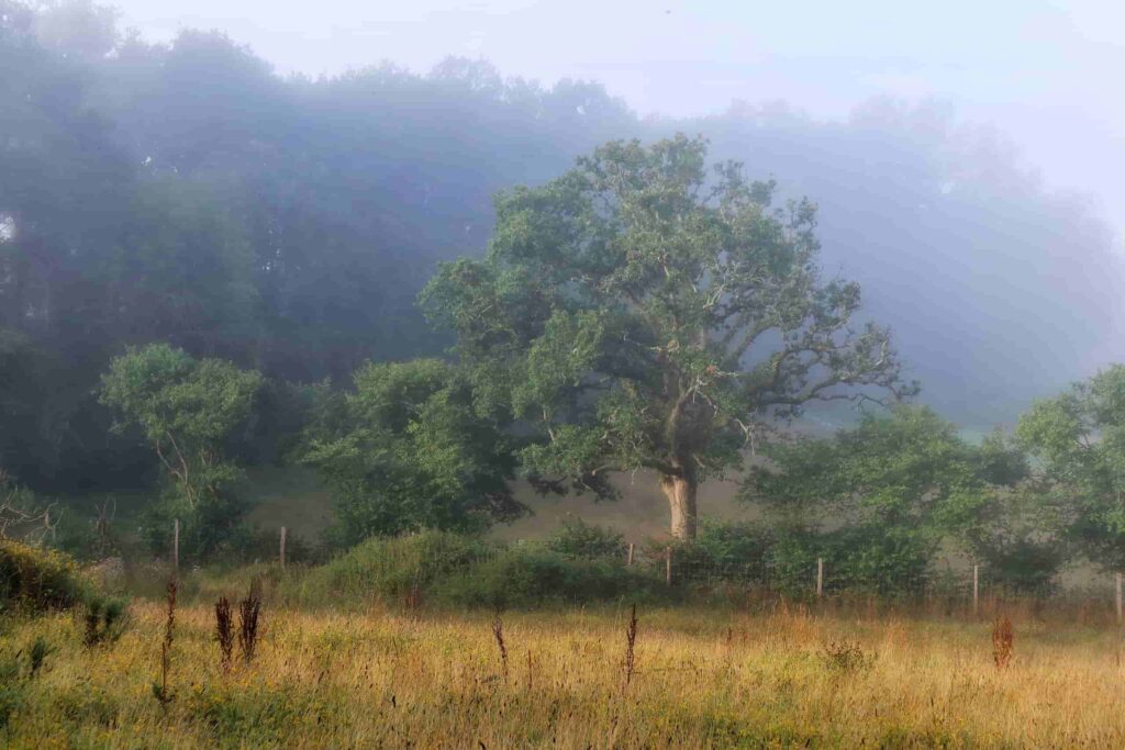 A field with trees in the background looking slightly misty showcasing biodiversity.